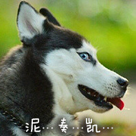 单身狗专属恶搞表情包合集