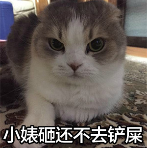 网友都在找的搞笑猫猫表情包合集