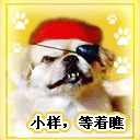 妹子斗图必备！超萌小动物表情包合集