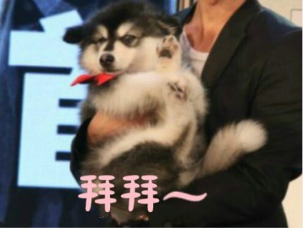 摸鱼必备！这些汪星人搞笑表情太会整活了