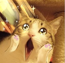 聊天斗图必备！瓜皮猫表情包合集来啦