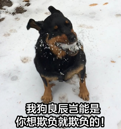 我狗良辰可不是随便就能欺负的！