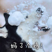doge表情包又双叒叕来啦