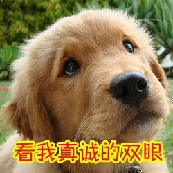 汪星人喵星人版！这套“蛋蛋的忧桑”表情包太戳人了