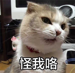 网友都在找的搞笑猫猫表情包合集
