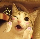 喵星人萌化你的心，赶紧来存表情包啦