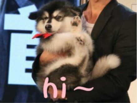 摸鱼必备！这些汪星人搞笑表情太会整活了