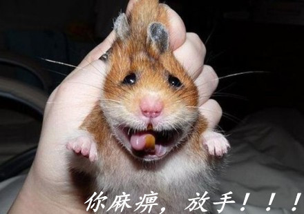 可爱动物表情包合集 聊天斗图必备