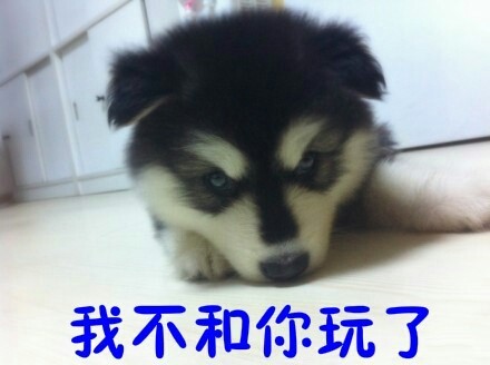 摸鱼必备！这些汪星人搞笑表情太会整活了