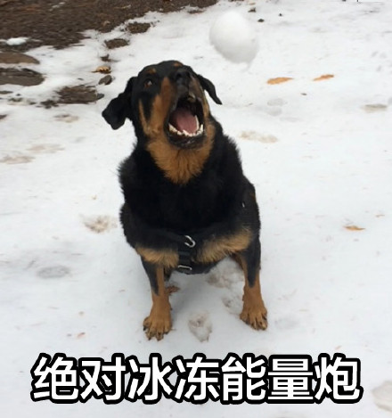 我狗良辰可不是随便就能欺负的！