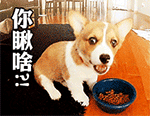 可爱柴犬QQ表情包合集