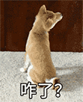 可爱柴犬QQ表情包合集