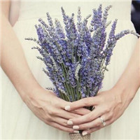 12张手拿薰衣草的唯美女生头像合集