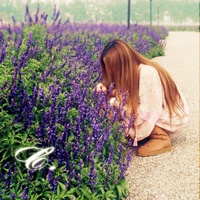 21张带薰衣草的唯美女生QQ头像合集
