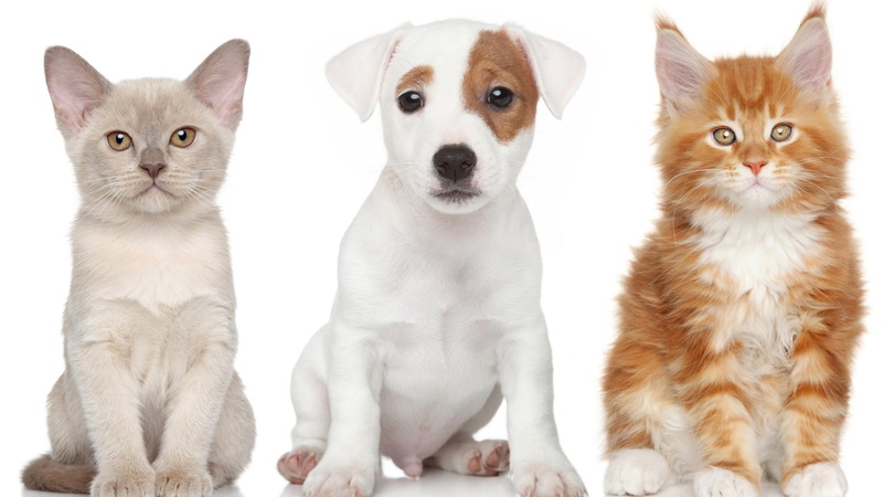 动漫风罂粟花4K壁纸 喵星人汪星人杰克罗素梗高清合集