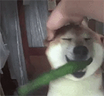 可爱柴犬QQ表情包合集