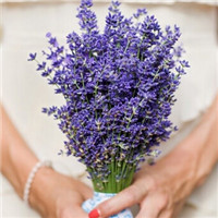 12张手拿薰衣草的唯美女生头像合集