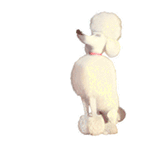 爱宠大机密QQ表情包来啦 聊天斗图直接用