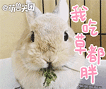 软萌小兔QQ表情包来啦！