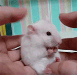 金馆长合辑2QQ表情包