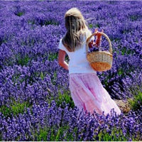 21张带薰衣草的唯美女生QQ头像合集