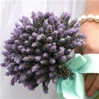 12张手拿薰衣草的唯美女生头像合集