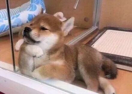 超全狗狗表情包合集！斗图就用这些汪星人梗图