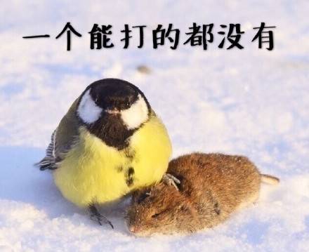 “你就欺负我吧，长大后一棍子抡死你”表情包合集来了