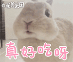 软萌小兔QQ表情包来啦！