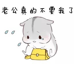 可爱仓鼠表情包合集，聊天斗图超好用