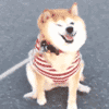 可爱柴犬QQ表情包合集