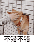 可爱柴犬QQ表情包合集