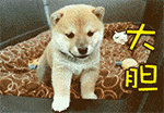 可爱柴犬QQ表情包合集
