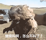 这款土拨鼠咆哮表情包，斗图圈又火了