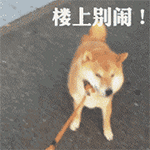 可爱柴犬QQ表情包合集