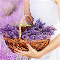 12张手拿薰衣草的唯美女生头像合集