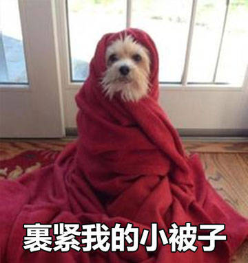 降温提醒！快裹紧你的小被子呀