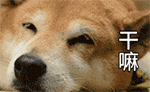 可爱柴犬QQ表情包合集