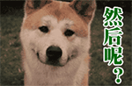 可爱柴犬QQ表情包合集