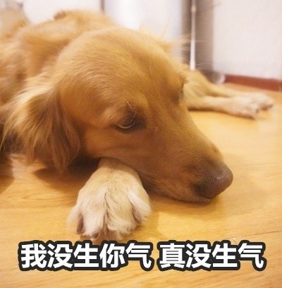 金毛Buddy演活了女友生气时的口是心非