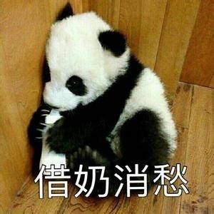 超萌大熊猫表情包合集，斗图必备！