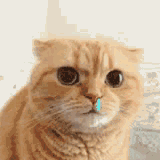 感冒时吸鼻子的样子，被这只猫咪精准还原了