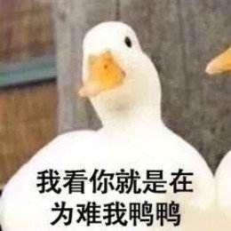 超实用鸭鸭表情包合集