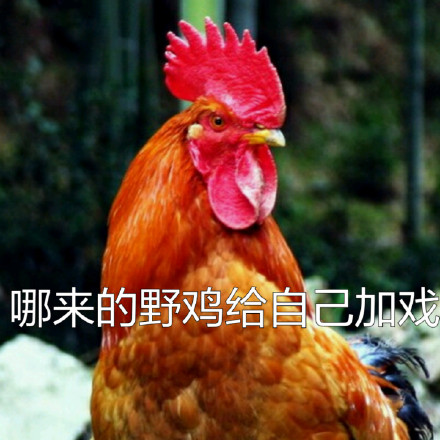 鸡年斗图必备！这套鸡元素表情包太好用了