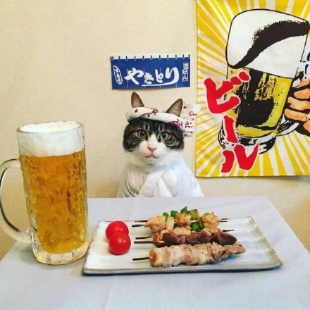 这组猫咪表情包太绝了！拍完就开饭
