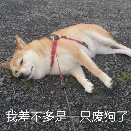 # 火遍全网的柴犬Doge，才是表情包界的老大哥