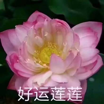 佛系荷花表情包来啦！日常斗图用这个超合适