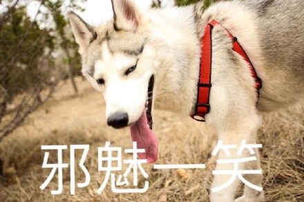 铲屎官看过来！这套汪星人斗图表情包太好用了