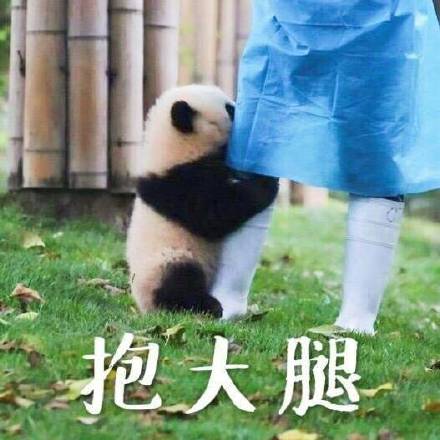 软萌熊猫团子表情包合集