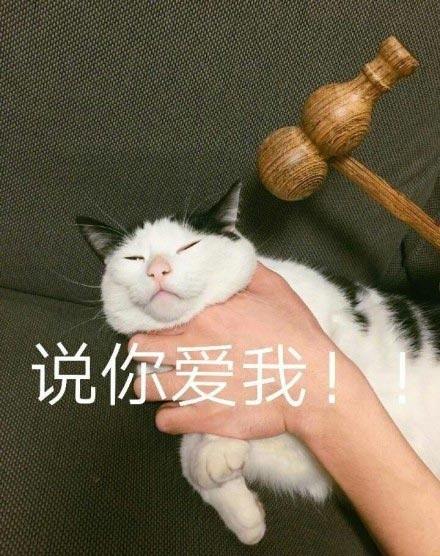 撸猫党狂喜！这套喵星人萌系表情包直接戳中心窝子